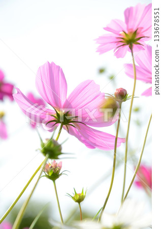 Cosmos field scenery Cosmos field scenery 133678551