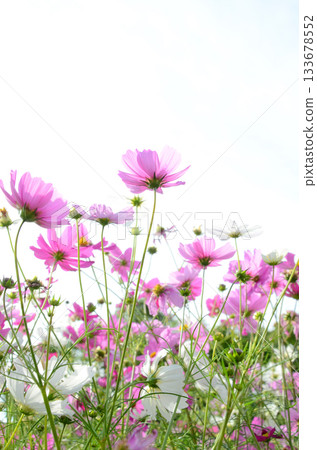 Cosmos field scenery Cosmos field scenery 133678552