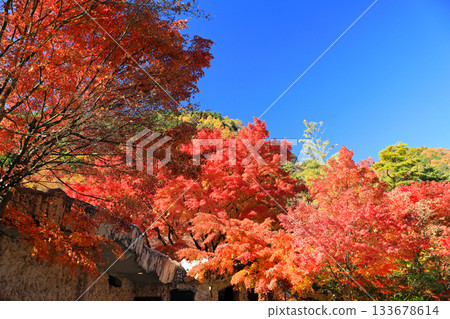 Bright red autumn leaves at Lake Kawaguchi 133678614