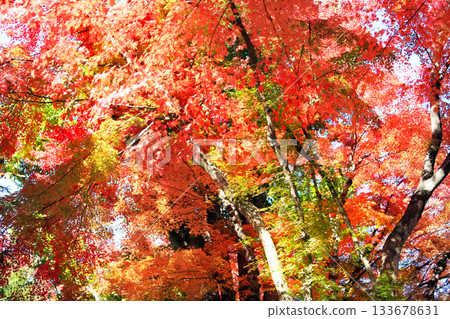 Bright red autumn leaves at Lake Kawaguchi Bright red autumn leaves at Lake Kawaguchi 133678631