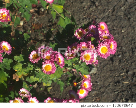 路邊盛開的紫紅色杜鵑花（沐浴在秋日陽光下的寬葉花卉） 133678647