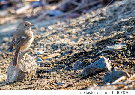 Female Daurian Redstart walking on the ground, copy space 133678703
