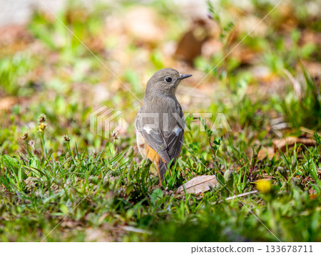 Female Daurian Redstart walking on the ground 133678711