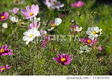 Cosmos Cosmos 133678769