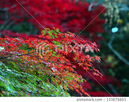 Autumn leaves in Kamakura 133678803