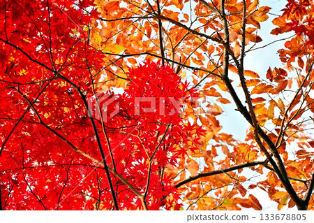 Autumn leaves in Kamakura 133678805