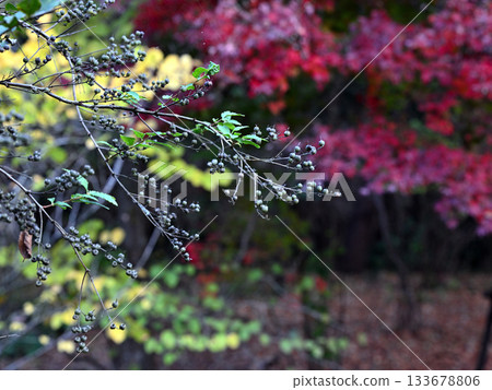 Autumn leaves in Kamakura 133678806