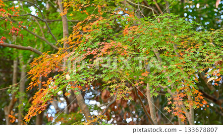 Autumn leaves in Kamakura Autumn leaves in Kamakura 133678807