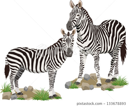 兩隻斑馬，背景 133678893