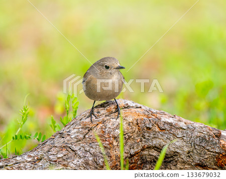 棲息在樹上的紅尾鴝雌性 133679032