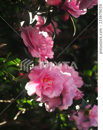 陽光透過樹蔭灑在山茶花粉紅色的花朵上。 133679039