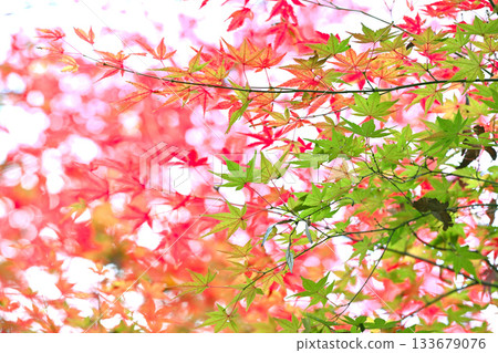 Autumn leaves season: contrast of red and green 133679076