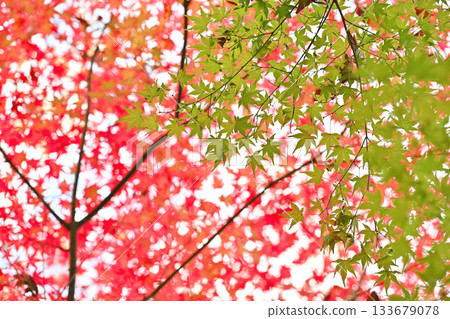 Autumn leaves season: contrast of red and green 133679078