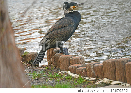 Cormorant resting on a curb 133679252