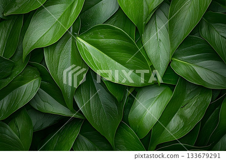 Fresh Green Leaves Layered Texture for Nature Background or Eco-Friendly Designs Fresh Green Leaves Layered Texture for Nature Background or Eco-Friendly Designs 133679291