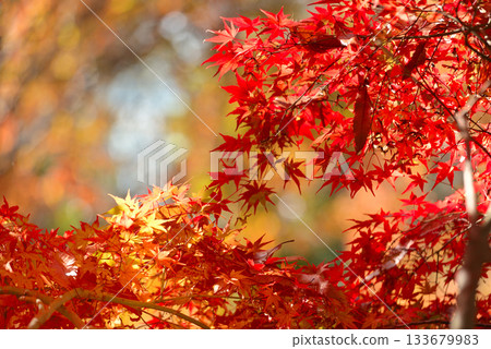 Bright autumn leaves Bright autumn leaves 133679983