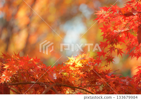 Bright autumn leaves 133679984