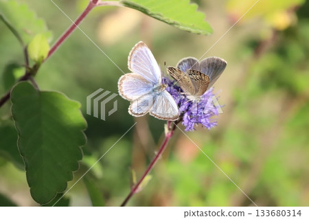Two butterflies sucking nectar from the purple flowers of a flower blooming in the autumn garden. Two butterflies sucking nectar from the purple flowers of a flower blooming in the autumn garden. 133680314