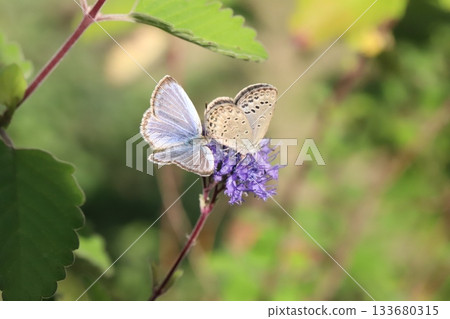 Two butterflies sucking nectar from the purple flowers of a flower blooming in the autumn garden. 133680315