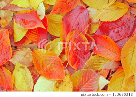 Fall leaves of autumn leaves cherry blossoms 133680318