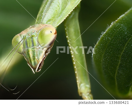 Mantis targeting prey 133680421