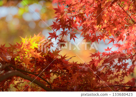 Bright autumn leaves 133680423