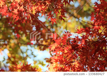 Bright autumn leaves Bright autumn leaves 133680427
