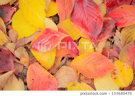 Fall leaves of autumn leaves cherry blossoms 133680470