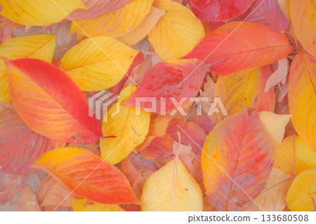 Fall leaves of autumn leaves cherry blossoms 133680508
