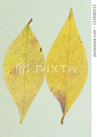 A collaboration of Japanese paper and the autumn leaves of the deciduous tree, Kuromoji [Background material] 133680515