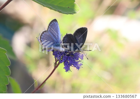 兩隻蝴蝶從秋天花園裡盛開的紫色花朵中吸取花蜜。 133680567