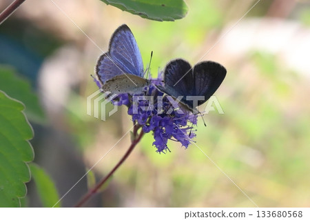 Two butterflies sucking nectar from the purple flowers of a flower blooming in the autumn garden. 133680568