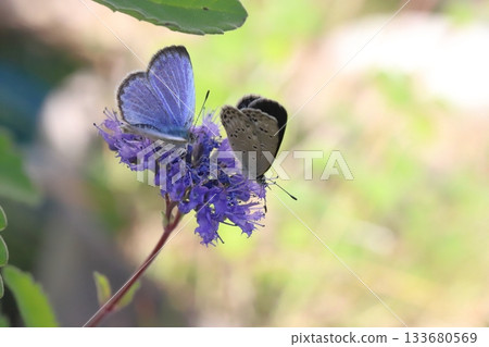 兩隻蝴蝶從秋天花園裡盛開的紫色花朵中吸取花蜜。 133680569