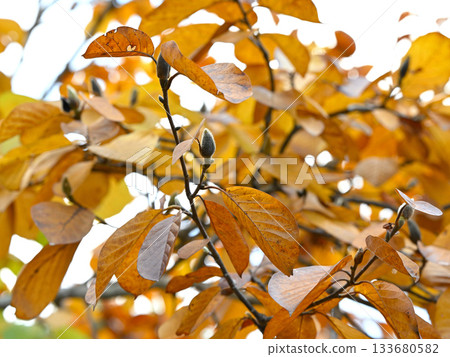 Yellow leaves and winter buds of the white magnolia 133680582
