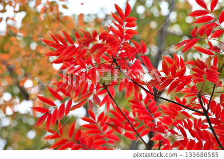 秋天的樹葉 133680585