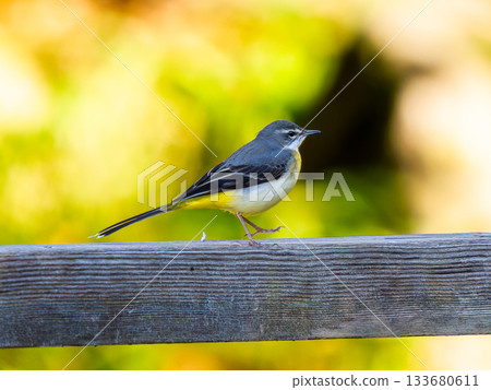 Grey wagtail walking along a fence Grey wagtail walking along a fence 133680611