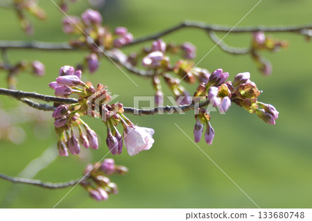 北海道清裡町的櫻花花蕾 133680748