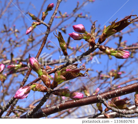 北海道清裡町的櫻花花蕾 北海道清裡町的櫻花花蕾 133680763