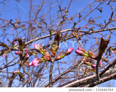 北海道清裡町的櫻花花蕾 北海道清裡町的櫻花花蕾 133680764