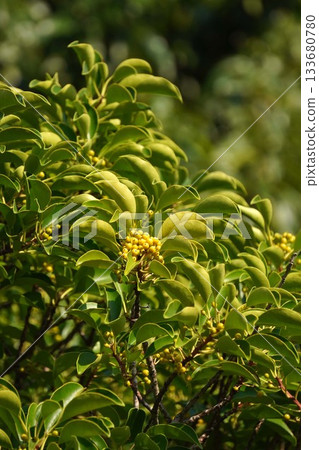 2025年10月,黃色的黑金麻糬果實 2025年10月,黃色的黑金麻糬果實 133680780