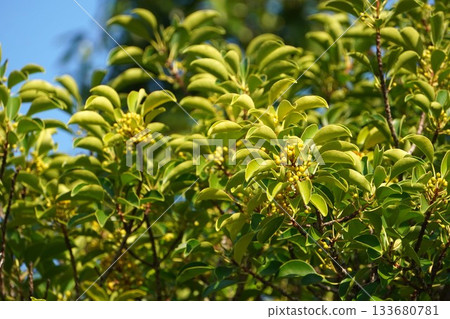 2025年10月，黃色的黑金麻糬果實 133680781