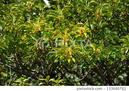 2025年10月，黃色的黑金麻糬果實 133680782