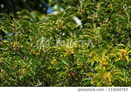 2025年10月,黃色的黑金麻糬果實 2025年10月,黃色的黑金麻糬果實 133680783