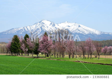 Cherry blossoms and Mount Shari in Kiyosato, Hokkaido Cherry blossoms and Mount Shari in Kiyosato, Hokkaido 133680881