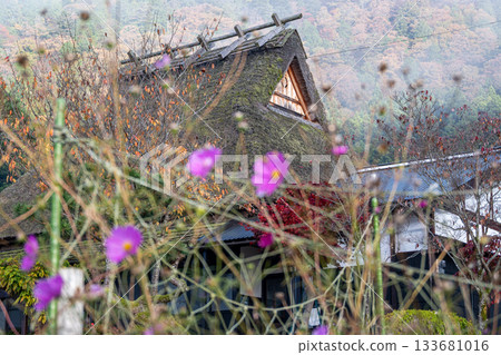 Thatched roof buildings and cosmos in Miyama 133681016
