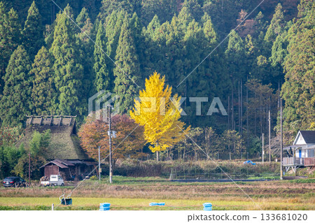 Yellow ginkgo leaves and thatched roof building Yellow ginkgo leaves and thatched roof building 133681020