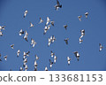 flight of a flock of pigeons 133681153