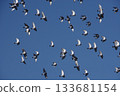 flight of a flock of pigeons 133681154