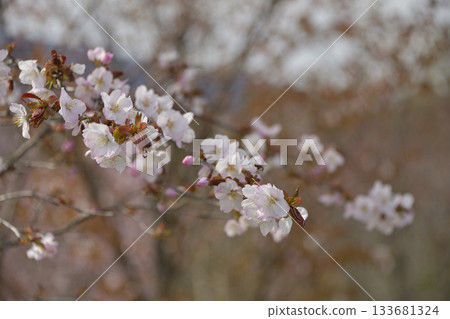 Cherry blossoms in Kiyosato, Hokkaido Cherry blossoms in Kiyosato, Hokkaido 133681324
