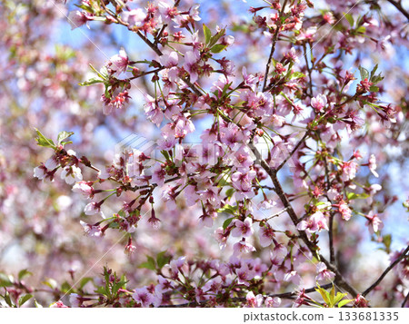 Cherry blossoms in Kiyosato, Hokkaido 133681335